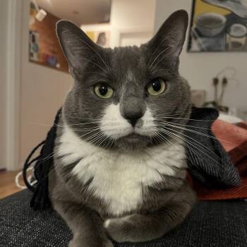 Domestic Short Hair Cats Available for Adoption in Westhampton, New York - Lola (Baby Blossom) | PetCurious