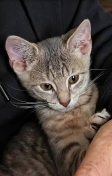 Marlin -  Domestic Short Hair Cat for Adoption in Milton, Delaware - Marlin | PetCurious
