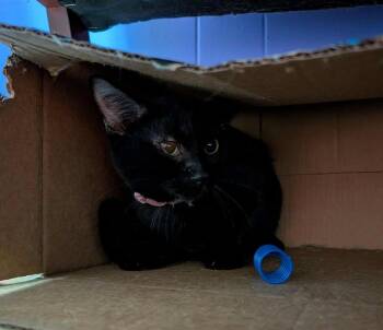 Rescue Domestic Short Hair Cats for Adoption in Kalamazoo, Michigan - Cheedo | PetCurious