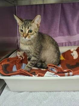 Domestic Short Hair Cats Available for Adoption in Westland, Michigan - Olive | PetCurious