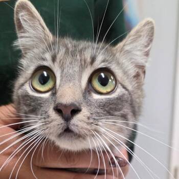 Enya -  Domestic Short Hair Cat for Adoption in Buellton, California - Enya | PetCurious