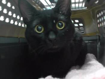 WORM -  Domestic Short Hair Cat for Adoption in Omaha, Nebraska - WORM | PetCurious
