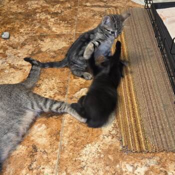 Toupee -  Domestic Short Hair Cat for Adoption in Harrisonburg, Virginia - Toupee | PetCurious