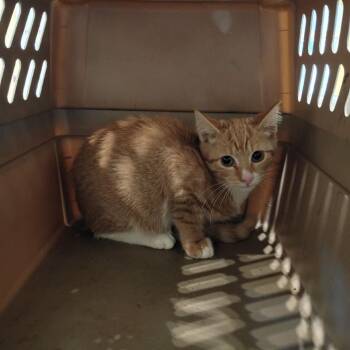 Nucleus -  Domestic Short Hair Cat for Adoption in Lynchburg, Virginia - Nucleus | PetCurious