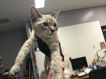 LEVI -  Domestic Short Hair Cat Available for Adoption in Thousand Palms, California - LEVI | PetCurious