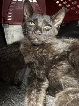 Arnold -  Domestic Short Hair Cat for Adoption in Daytona Beach, Florida - Arnold | PetCurious