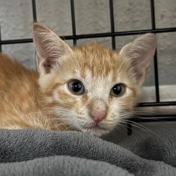 Honey -  Domestic Short Hair Cat for Adoption in Houston, Texas - Honey | PetCurious