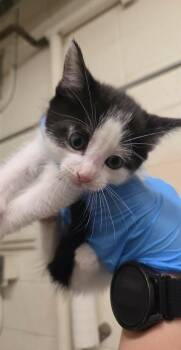 Love Island -  Domestic Short Hair Cat for Adoption in Fruit Heights, Utah - Love Island | PetCurious