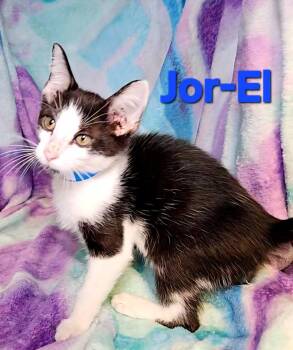 Rescue Domestic Short Hair Cats for Adoption in Macon, Georgia - Jor-El | PetCurious