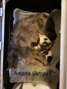 Angora -  Domestic Long Hair Cat for Adoption in Chicago, Illinois - Angora | PetCurious