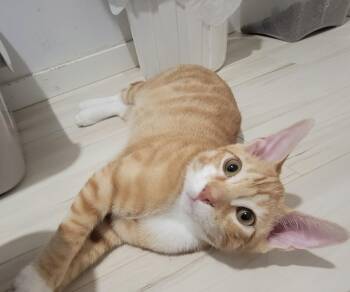Rescue Tabby Cats for Adoption in Burnaby, British Columbia - Big Mac | PetCurious