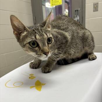 Sweetie -  Domestic Short Hair Cat for Adoption in Lufkin, Texas - Sweetie | PetCurious