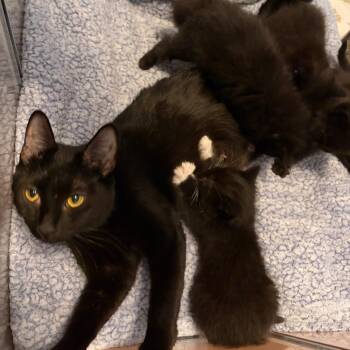 Chyna -  American Shorthair Cat for Adoption in West Des Moines, Iowa - Chyna | PetCurious