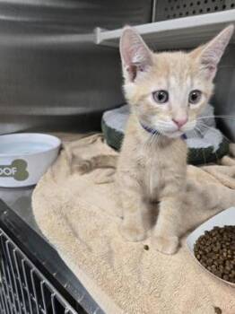 Chad -  Domestic Short Hair Cat for Adoption in Roseville, California - Chad | PetCurious