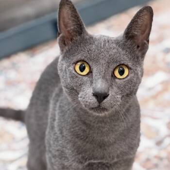Dunkin -  Russian Blue Cat for Adoption in Austin, Texas - Dunkin | PetCurious