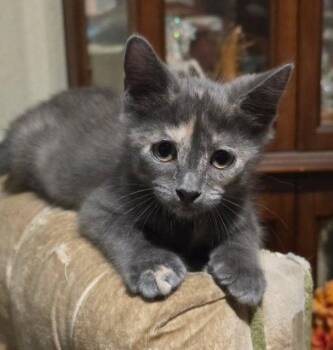 Dixie -  Domestic Short Hair Cat for Adoption in Antioch, California - Dixie | PetCurious