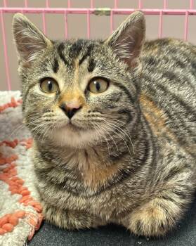 Rescue Domestic Short Hair Cats for Adoption in Westfield, New York - Ezme | PetCurious