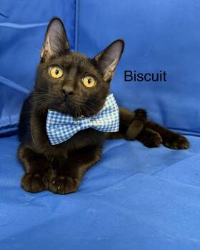 Biscuit -  Domestic Short Hair Cat for Adoption in Plant City, Florida - Biscuit | PetCurious