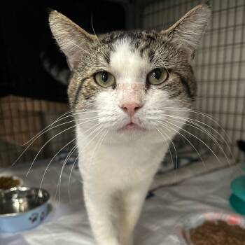 Rescue Domestic Short Hair Cats for Adoption - Marzipan | PetCurious