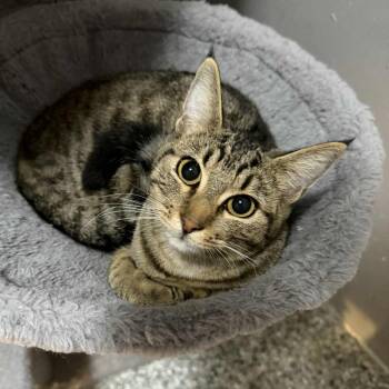 Rescue Tabby Cats for Adoption in Antioch, California - Thora | PetCurious