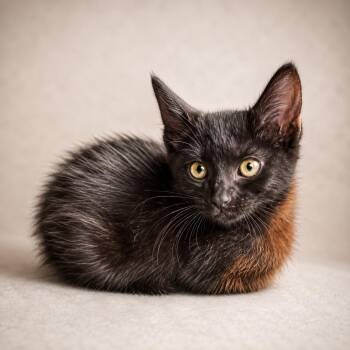 Avias -  Domestic Short Hair Cat for Adoption in Miami, Florida - Avias | PetCurious