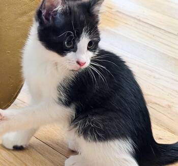 Domestic Short Hair Cats Available for Adoption in Silver Spring, Maryland - Charming | PetCurious