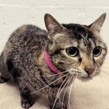 Mindy -  Domestic Short Hair Cat for Adoption in Brentwood, Missouri - Mindy | PetCurious