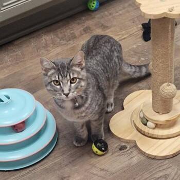 Hudson -  Domestic Short Hair Cat for Adoption in Grand Island, Nebraska - Hudson | PetCurious