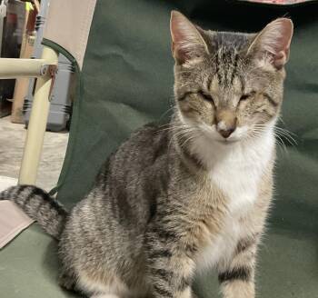 Rescue Domestic Short Hair Cats for Adoption in Nashville, Tennessee - Sara | PetCurious