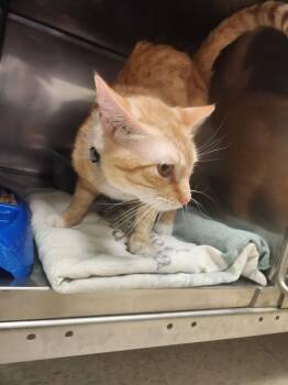 Zeus -  Domestic Short Hair Cat for Adoption in Mocksville, North Carolina - Zeus | PetCurious