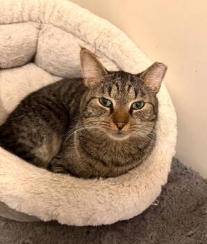 Tabby Cats Available for Adoption - Pancho | PetCurious