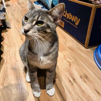 Rescue American Shorthair Cats for Adoption in Beach Park, Illinois - Storm | PetCurious