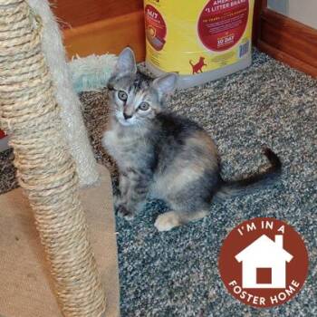 Denise -  Domestic Short Hair Cat for Adoption in Janesville, Wisconsin - Denise | PetCurious