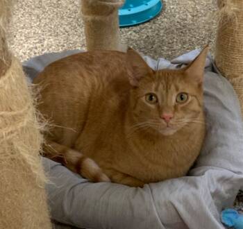 Rescue Domestic Short Hair Cats for Adoption in Fremont, Ohio - Queso | PetCurious