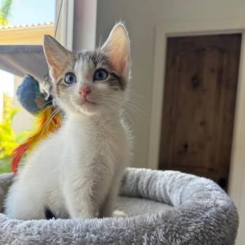 Princess Leia -  Domestic Short Hair Cat Available for Adoption in Fort Lauderdale, Florida - Princess Leia | PetCurious