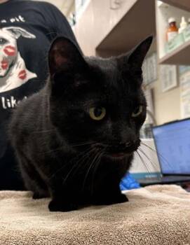 Sparky -  Domestic Short Hair Cat for Adoption in Fishers, Indiana - Sparky | PetCurious