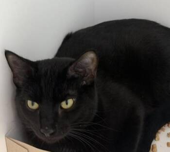 Rob -  Domestic Short Hair Cat for Adoption in Greenfield, Indiana - Rob | PetCurious