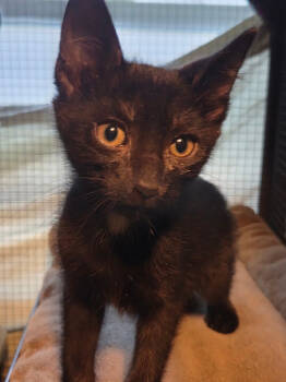 Rescue Domestic Short Hair Cats for Adoption in Parkville, Maryland - Moroccan | PetCurious