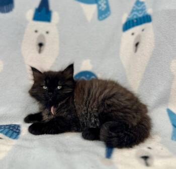 Benni Hanscom @ PetSmart Walker Rd -  Domestic Long Hair Cat for Adoption in Newberg, Oregon - Benni Hanscom @ PetSmart Walker Rd | PetCurious