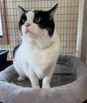 LILLY -  Domestic Short Hair Cat for Adoption in Leesburg, Virginia - LILLY | PetCurious