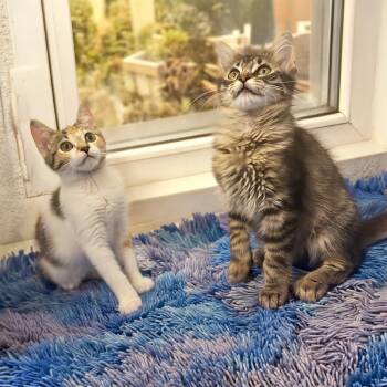 Pinna -  Domestic Short Hair Cat for Adoption in Durham, North Carolina - Pinna | PetCurious