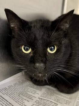 Erebus -  Domestic Short Hair Cat for Adoption in Wichita, Kansas - Erebus | PetCurious