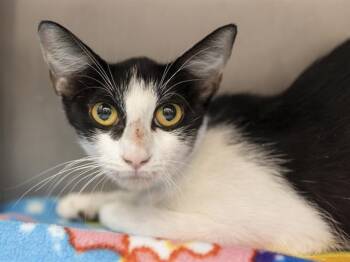 CHUYA -  Domestic Short Hair Cat for Adoption in Phoenix, Arizona - CHUYA | PetCurious