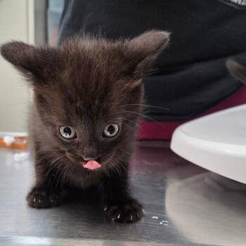 Sun Rayz -  Domestic Short Hair Cat for Adoption in Parkersburg, West Virginia - Sun Rayz | PetCurious