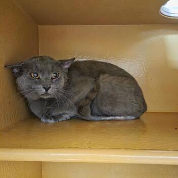 Domestic Short Hair Cats Available for Adoption in Las Vegas, Nevada - Willie 53631 | PetCurious