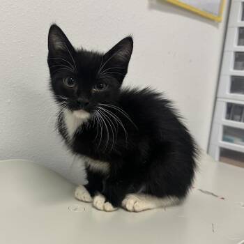 Maddy -  Domestic Short Hair Cat for Adoption in Edinburg, Texas - Maddy | PetCurious