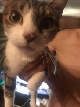 Rescue Domestic Short Hair Cats for Adoption in Seth, West Virginia - Lucy | PetCurious