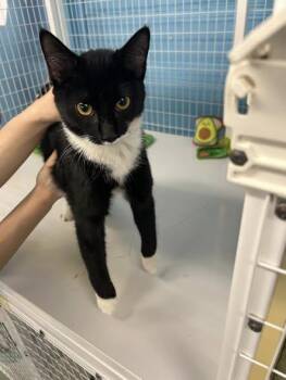 Domestic Short Hair Cats Available for Adoption in Claremont, New Hampshire - Avocado | PetCurious