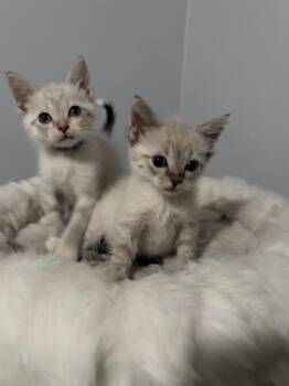 Stilton (was Gummi) -  Domestic Short Hair and Siamese Cat for Adoption in Ferndale, Michigan - Stilton (was Gummi) | PetCurious
