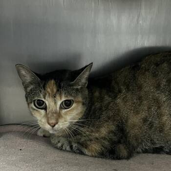 Liv -  Domestic Short Hair Cat for Adoption in Lakeland, Florida - Liv | PetCurious